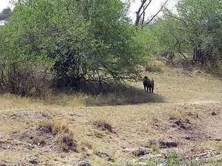 Lion vs Brave Baboon Fight West Serengeti Safari