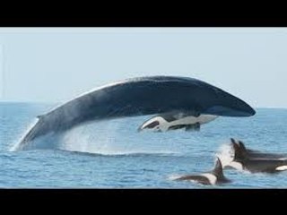 KILLER WHALES VS. FIN WHALE