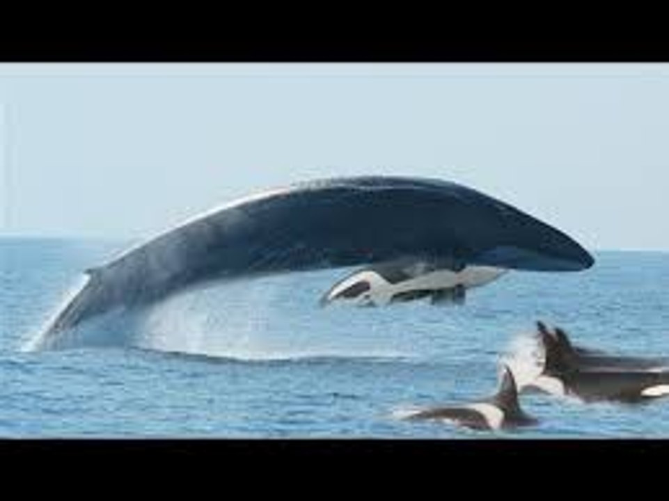 KILLER WHALES VS. FIN WHALE