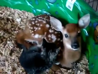 Baby deer & baby Kitten in love - YouTube