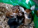 Baby deer & baby Kitten in love - YouTube