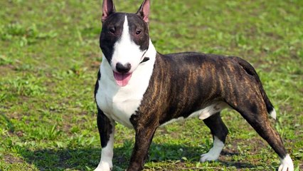 Dünyanın En İlginç Görünümlü 11 Köpek Irkı