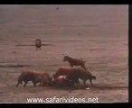 Lion Attack to Hyena and Other Lions Safari Videos