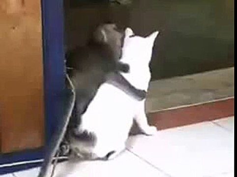 Обезьяна страстно ухаживает за кошкой