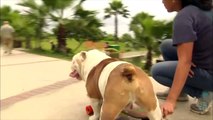 Bulldog skateboards through legs of 30 people on Guinness World Record day
