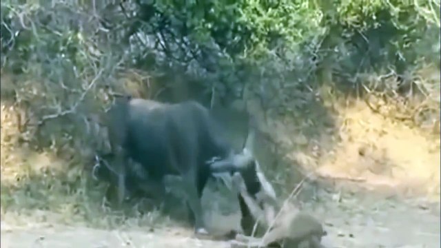 Dangerous Buffalo Almost Killed A Lion