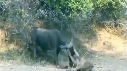 Dangerous Buffalo Almost Killed A Lion