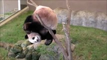 Pourquoi les pandas sont en voie d'extinction... Ok, ils sont juste idiots!