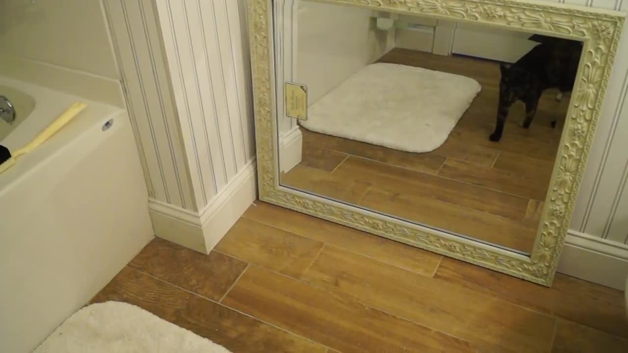 Cat shocked by reflection after discovering mirror