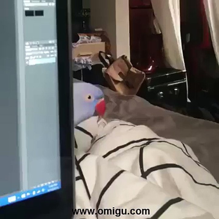 Cute Parrot...