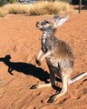 Un kangourou orphelin réclame de l'affection