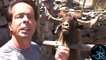 Hayvanlar vs insanlar - Komik Video Derlemesi