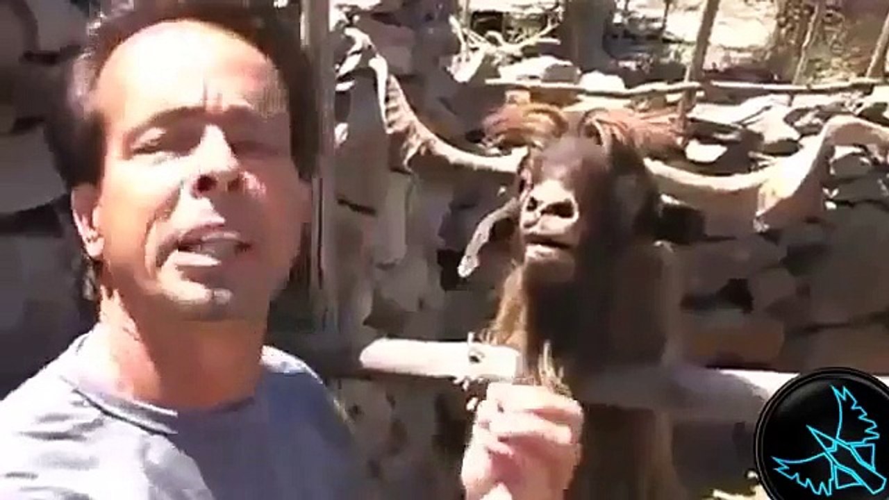 Hayvanlar vs insanlar - Komik Video Derlemesi