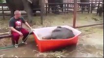 Baby elephant taking a bath - YouTube