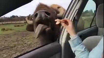 Buffalo kisses! - YouTube