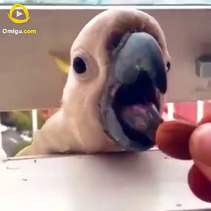 OMG... Kammmaallll... Must Watch... BEAUTIFUL VIDEO