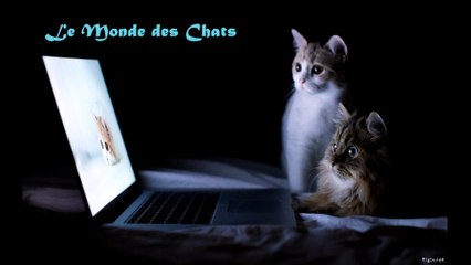 Chat qui adore l'eau