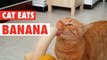 Kitty Devours Banana - Om nom!