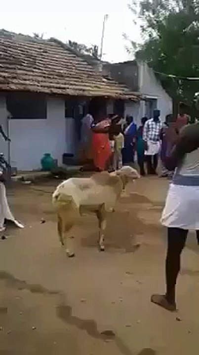 FUNNY SHEEP