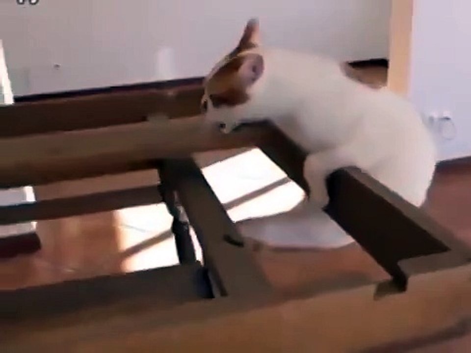 Несдающийся котяра