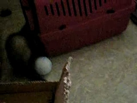 jeux entre furets