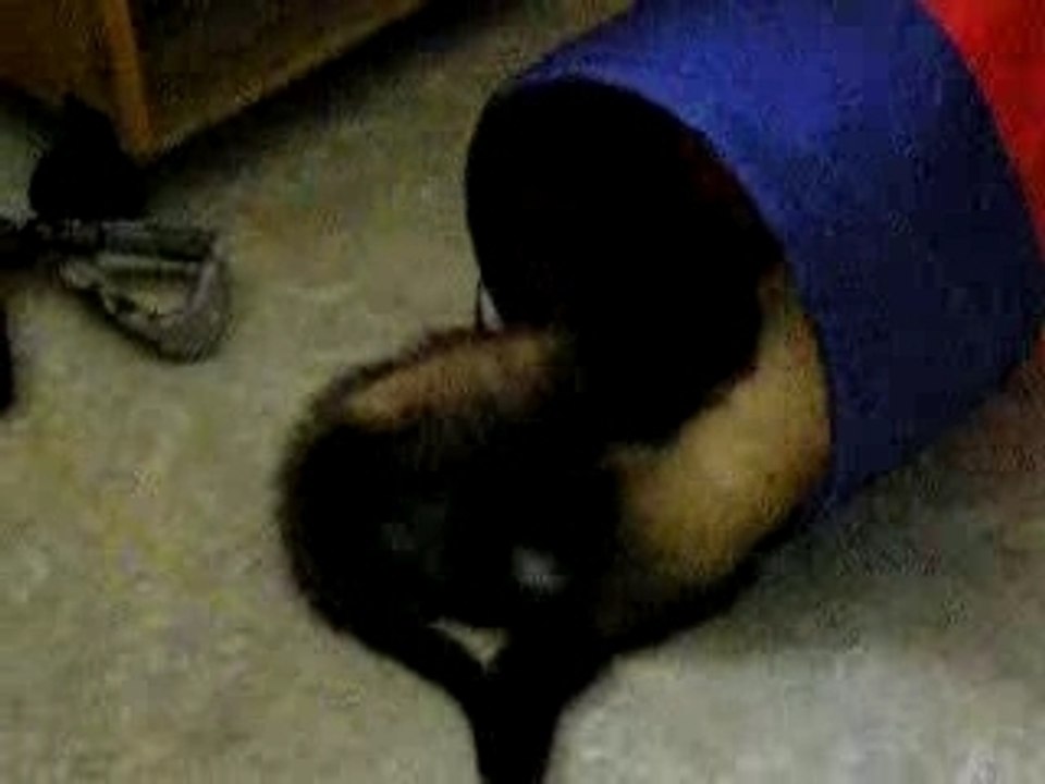 jeux de furets suite