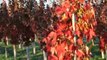Our 10 ft Sunset Red Maples at HH Farm