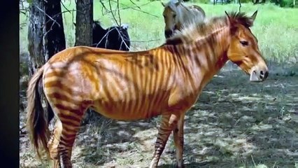 الحمار الهجين بين حمار الزرد و الحمار الاليف -