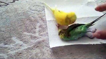Reposting birds