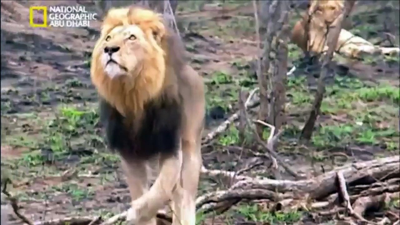 قطيع الأسود يصطاد زرافة