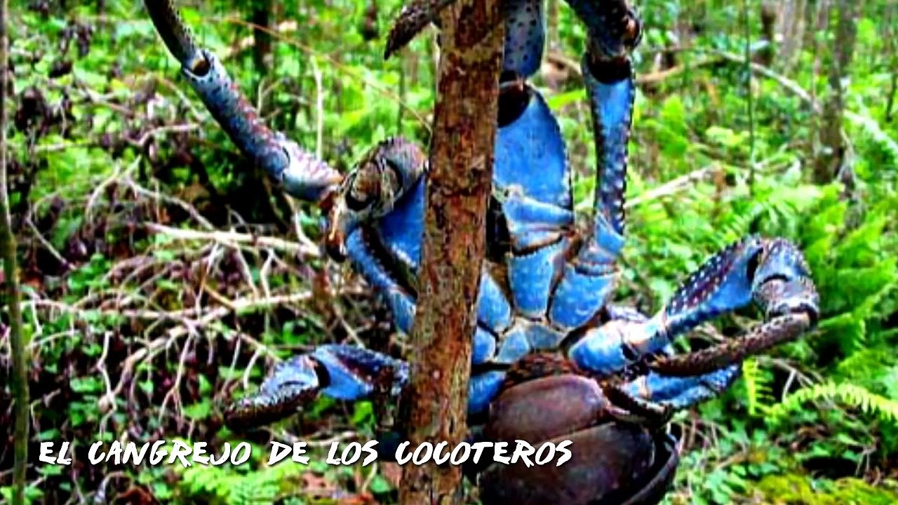 TOP: 7 Animales Monstruosos Que Nunca Habías Visto