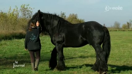 Animaux: Protection des races mulassières de Poitou (Vendée)