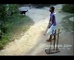 Dog Playing Cricket