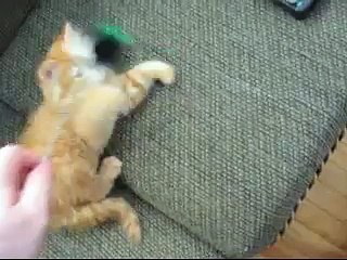 Orange Ginger Kitten Playing