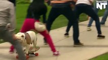 Skateboarding Dog Breaks Guinness World Record