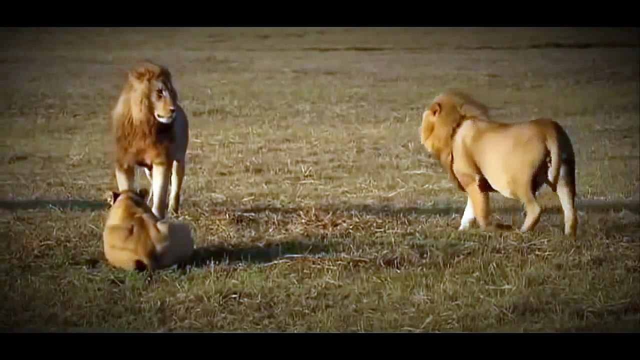 Top 5 Lion vs Lion Compilation| Wildlife 2014 HD