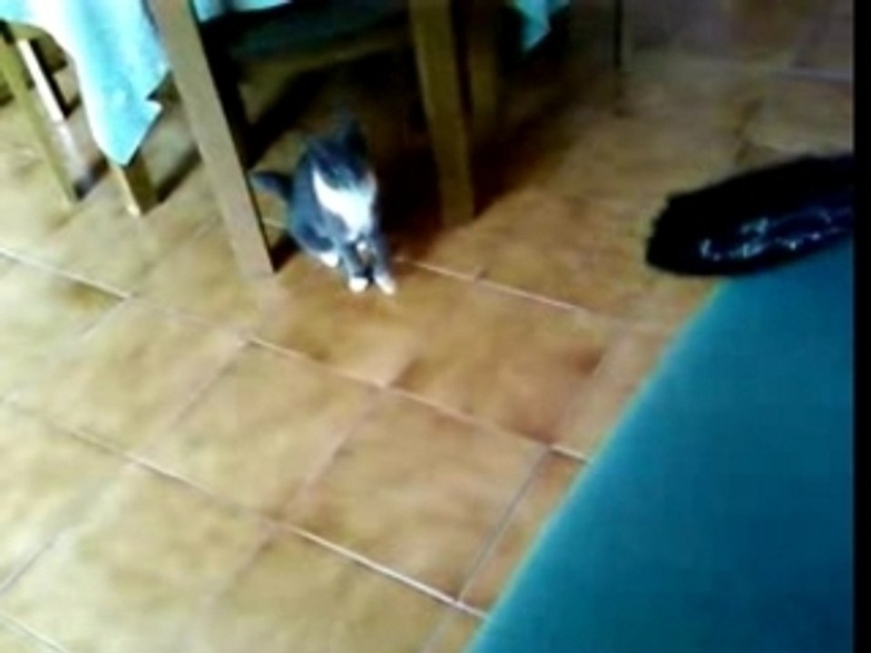 chat prédateur
