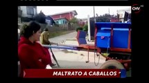 Caballo en malas condiciones colapsó mientras tiraba carreta CHV Noticias