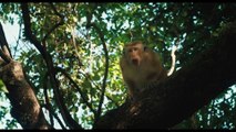 Au Royaume des Singes. Bande Annonce Officielle
