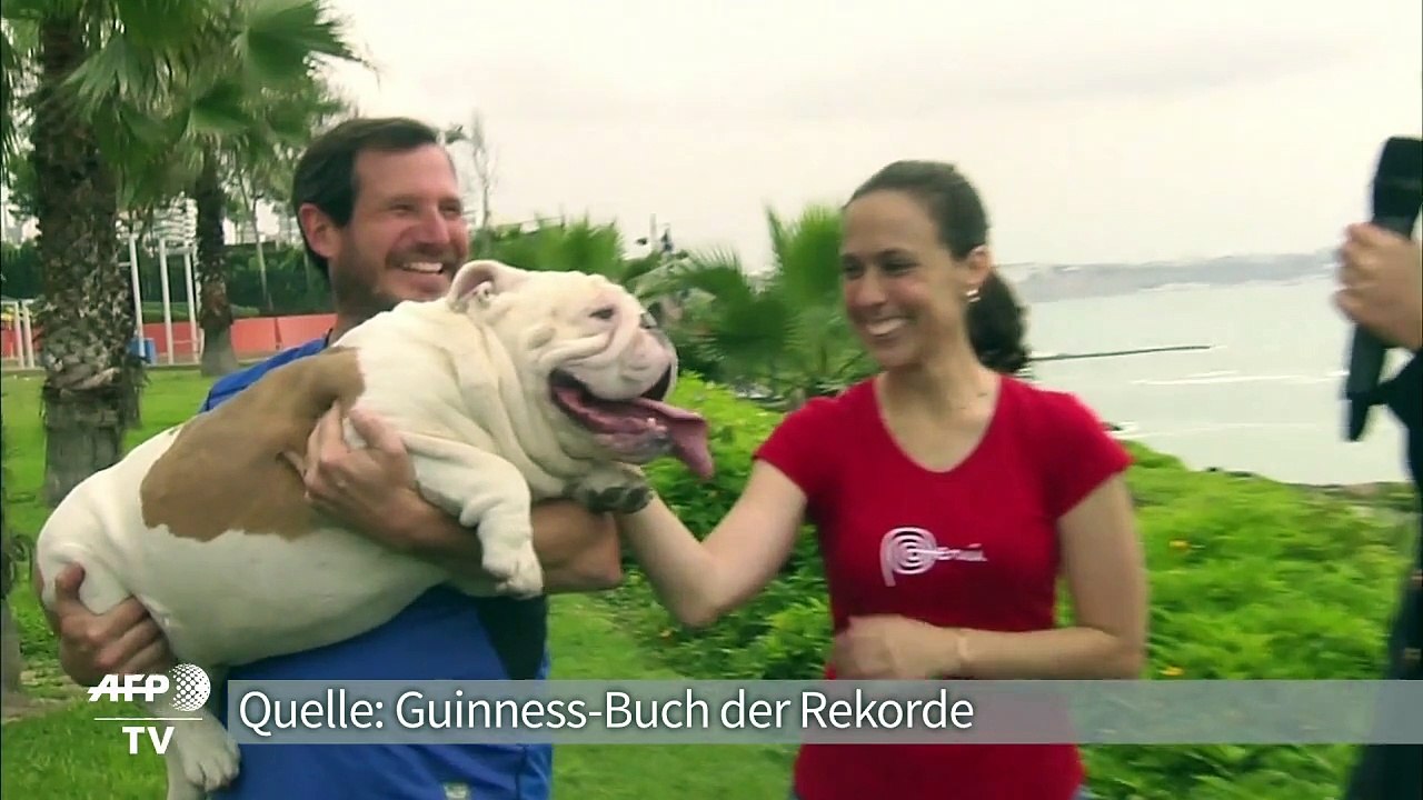 Weltrekord: Bulldogge Otto skatet ins Guinness-Buch