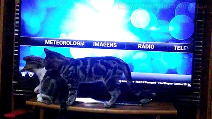 Cats Following Mouse Cursor on KODI Desktop