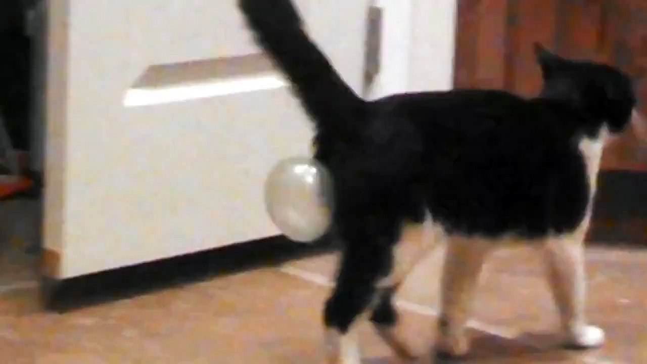 Cat Swallows Bubblegum
