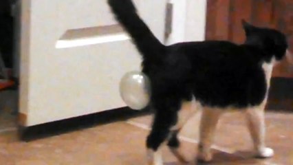 Cat Swallows Bubblegum