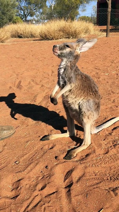 Baby Kangaroo Affection