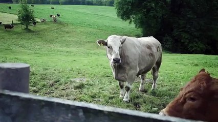 Vaca chora quando sabe que vai ser "abatida"