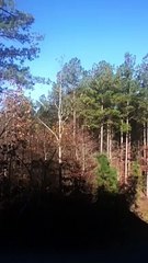 Eric Litvin presents Trees