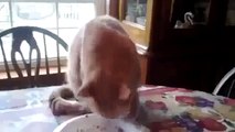 Funny cat videos Weird Cat Eating Method Video Funny Animal Videos funny videos