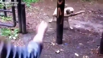 Best Funny Videos Cute Cats Dogs Pet Compilation Berry Animals 8 0380