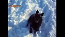 Best Of Cute Funny Cats & Dogs Playing in Snow HUGE 19 min  Compilation