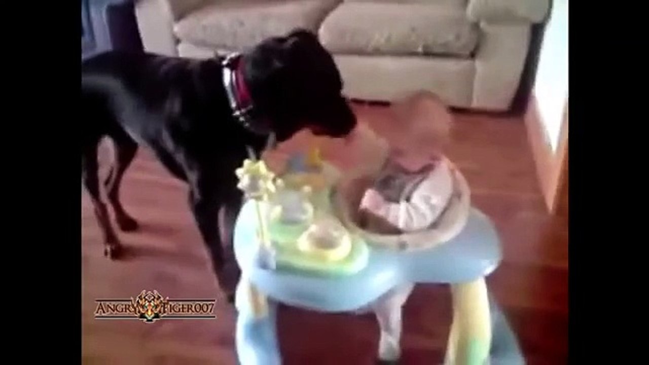 TOP 10 Funniest and Cute  Rottweiler Videos